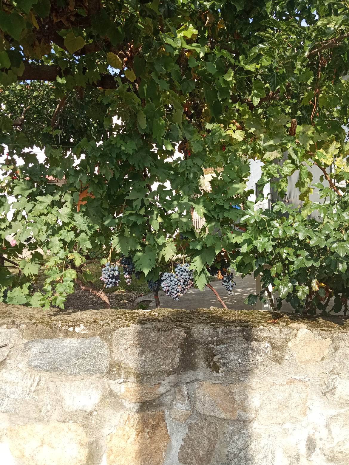 Οινοποιείο Στογιάννη στην Καβάλα